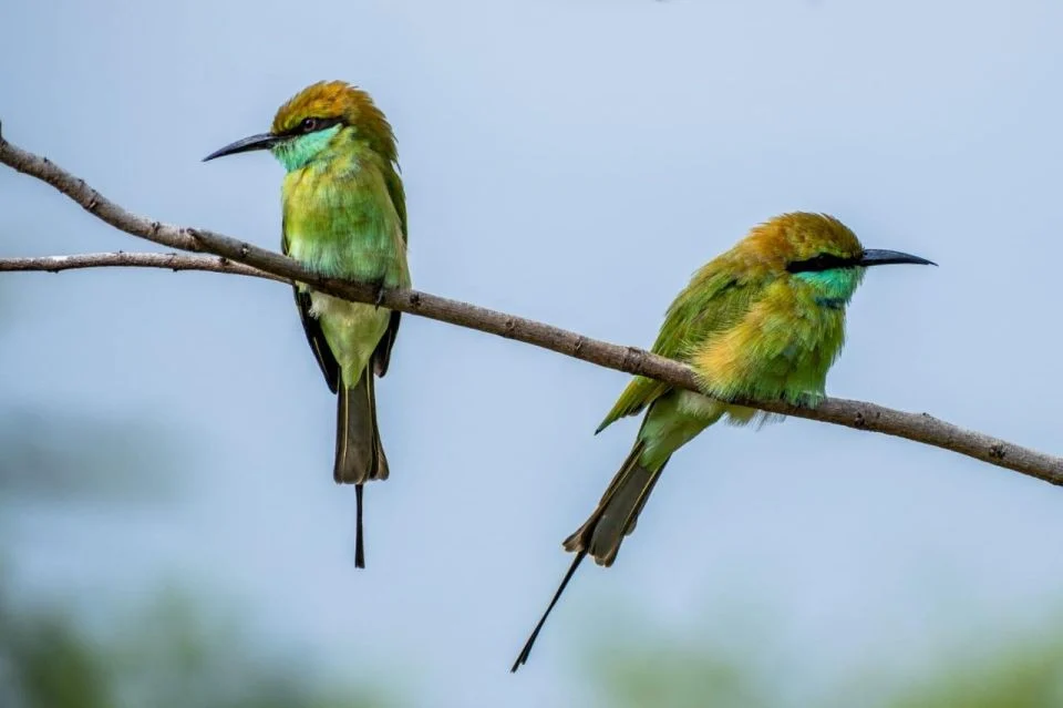8_all-inclusive-minneriya-or-eco-national-park-half-day-safari