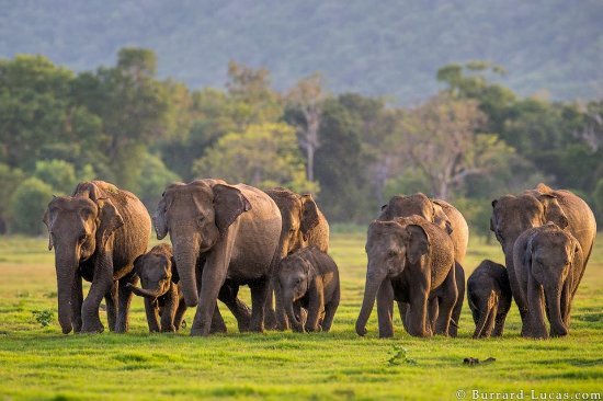 minneriya-national-park